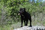 STAFFIE 229